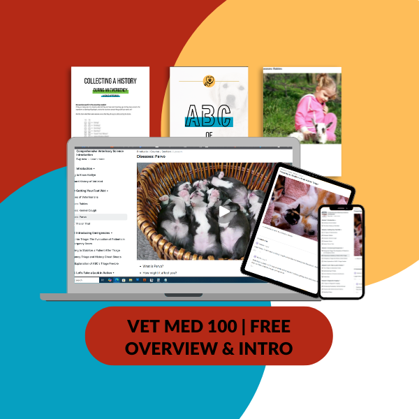 free Vet Courses for Kids how to become a vet mockup