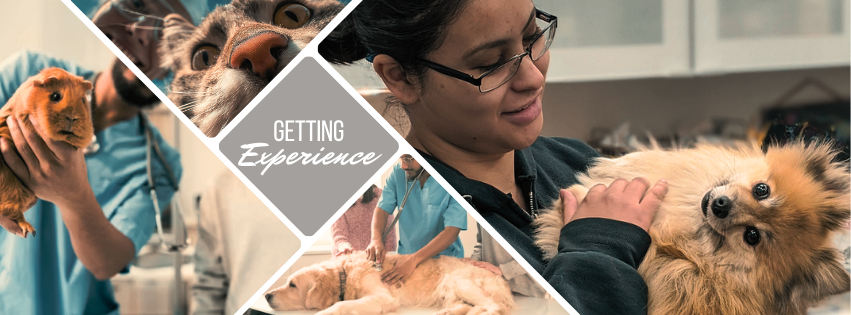 How to Get Veterinary Experience
